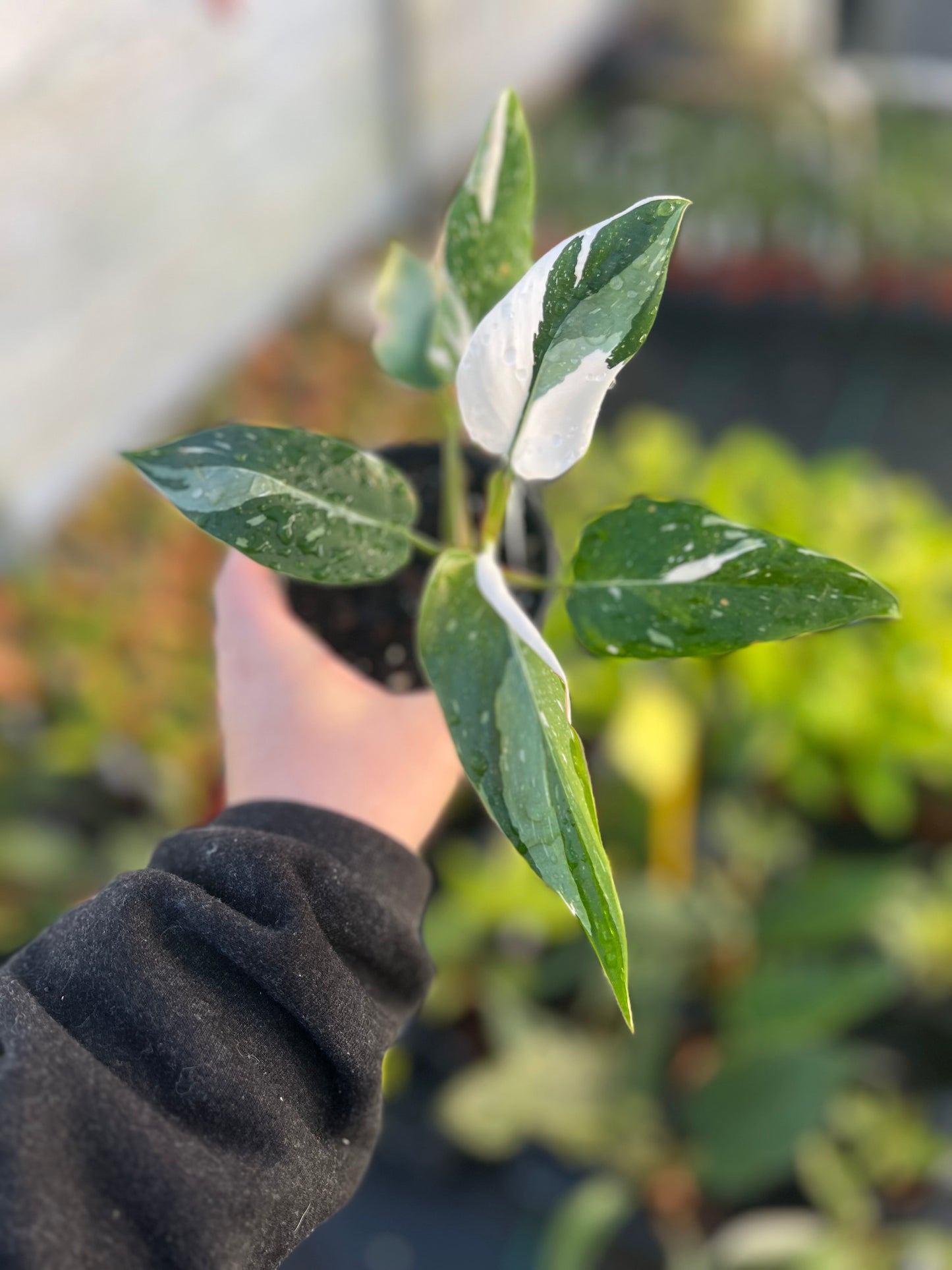 4" Philodendron White Princess