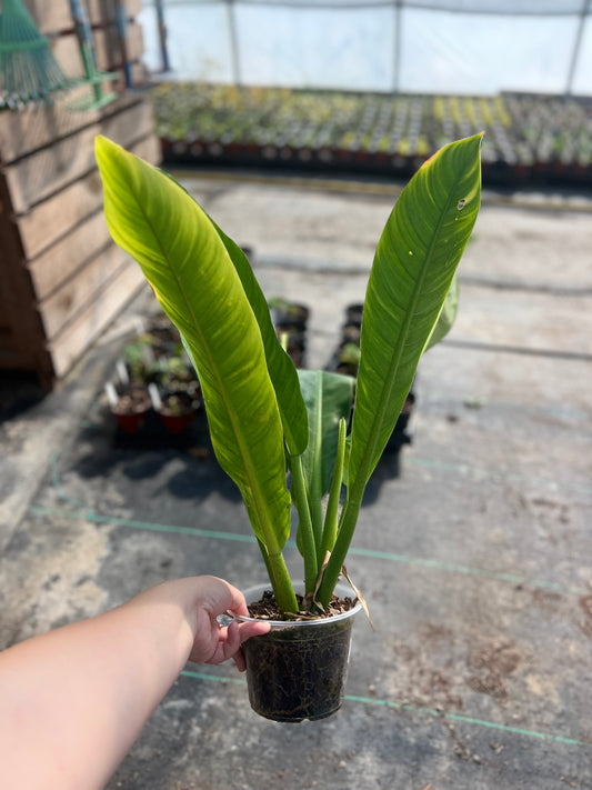 6" Philodendron Linnaei