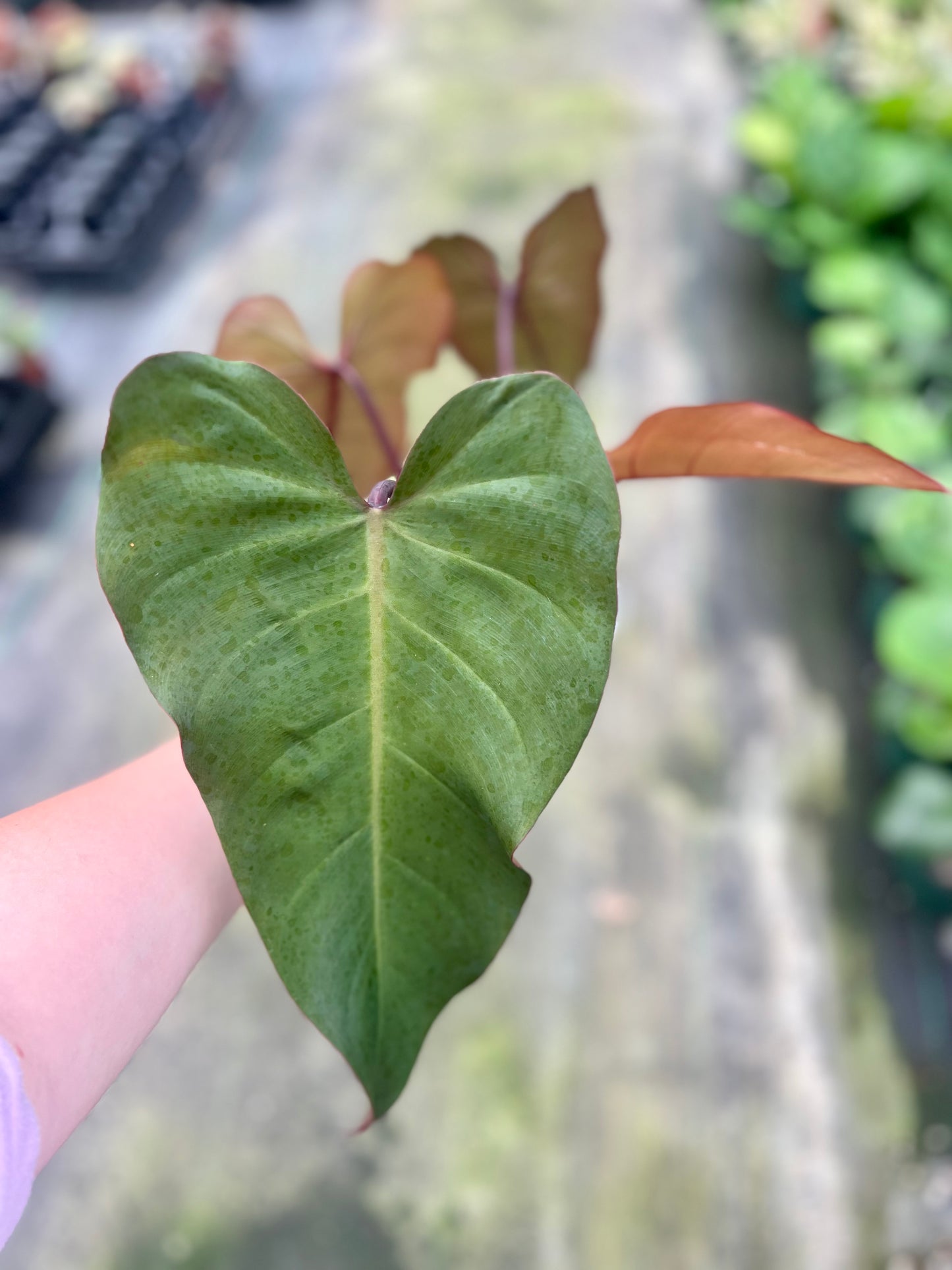 6" Philodendron Dark Lord