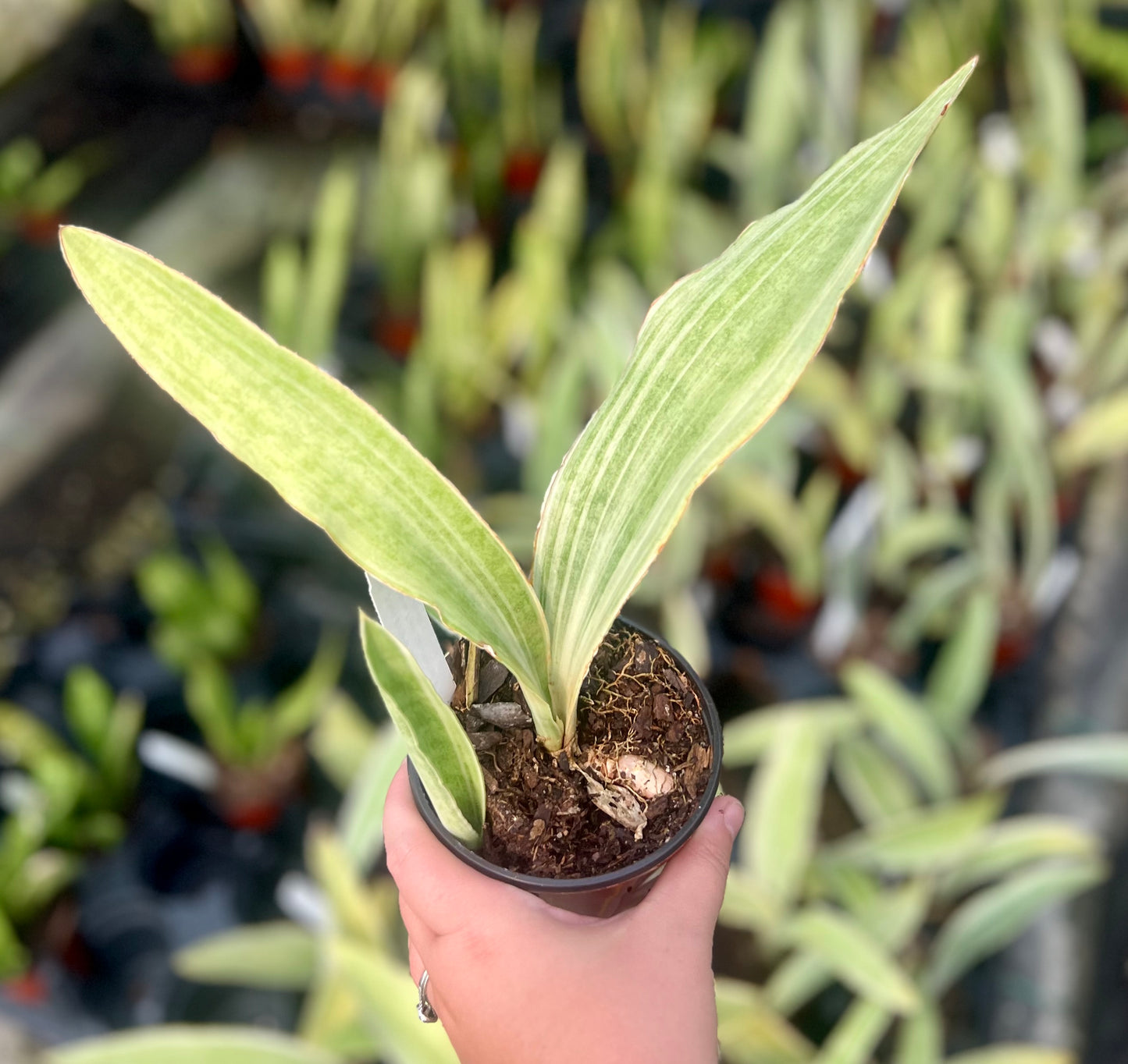 4" Sansevieria slam silver