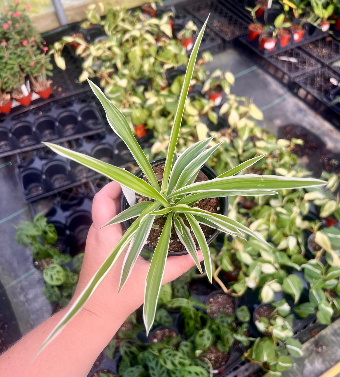4" Spider plant