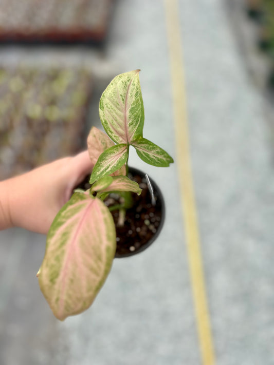 4" Syngonium Pink Splash