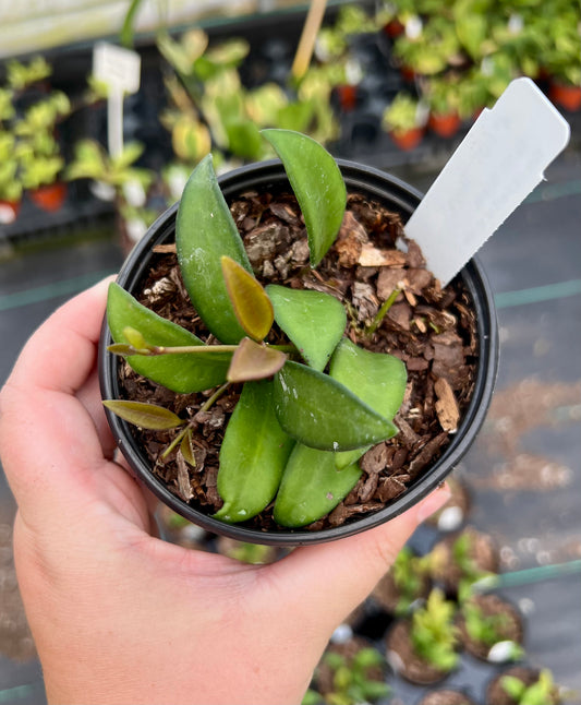 4" Hoya Rosita