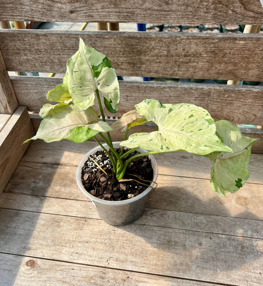 6" Syngonium Green Splash