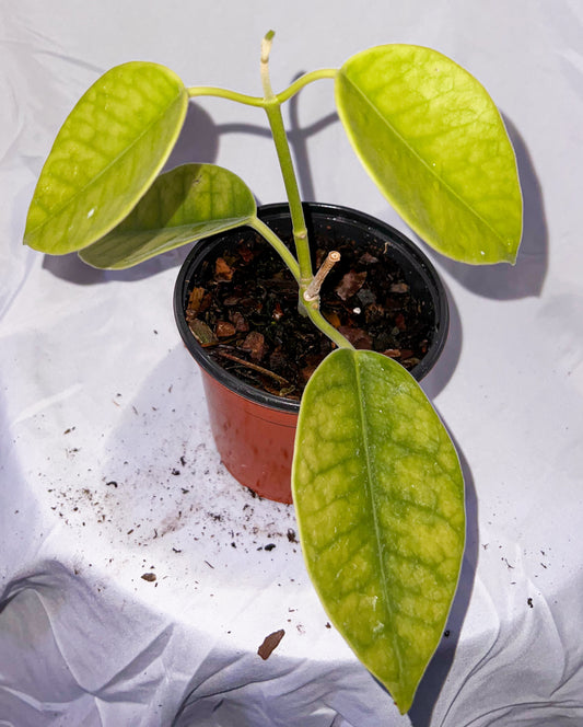 4" Hoya Lauterbachii