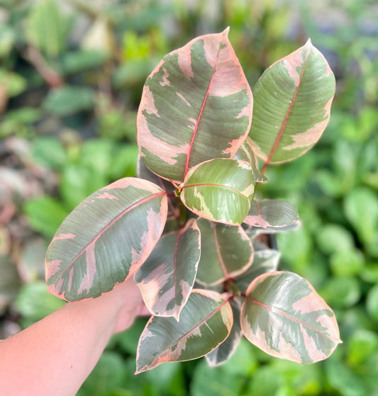 6" Ficus Ruby