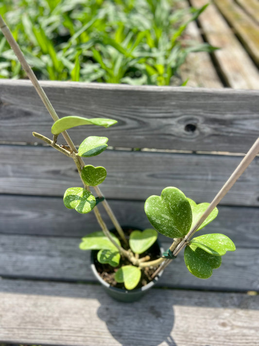 6" Hoya Kerrii Splash