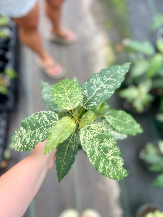 6" Variegated Clown Fig