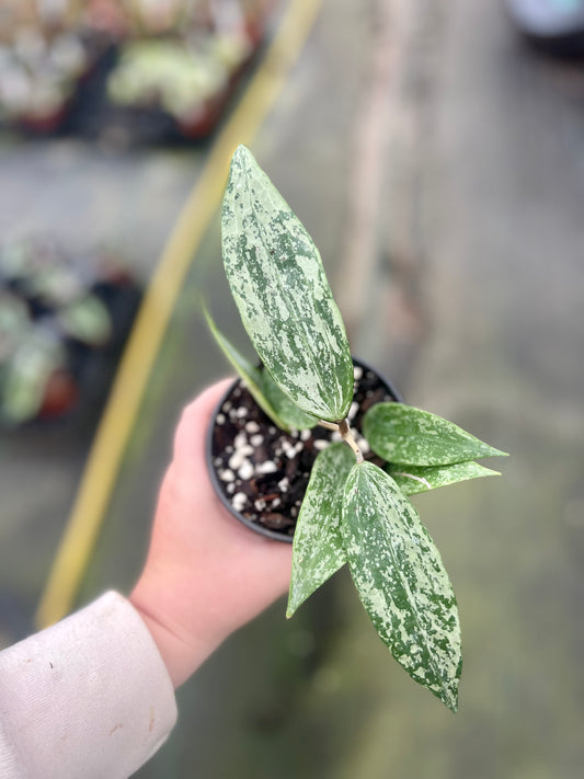 4" Hoya Silver Moon