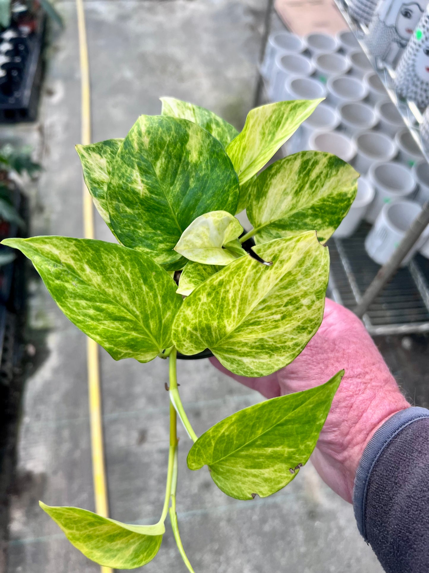 4" Pothos Neon Queen