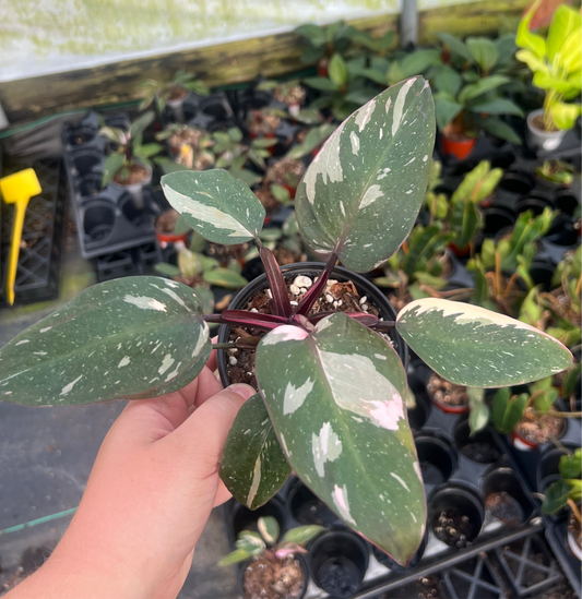 4" Philodendron Pink Princess Marble King