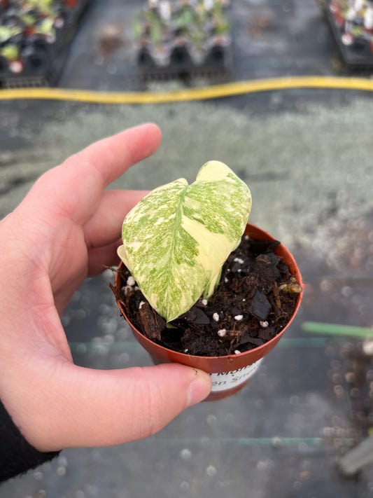 3" Monstera Green Snow (IN STORE PICKUP ONLY)
