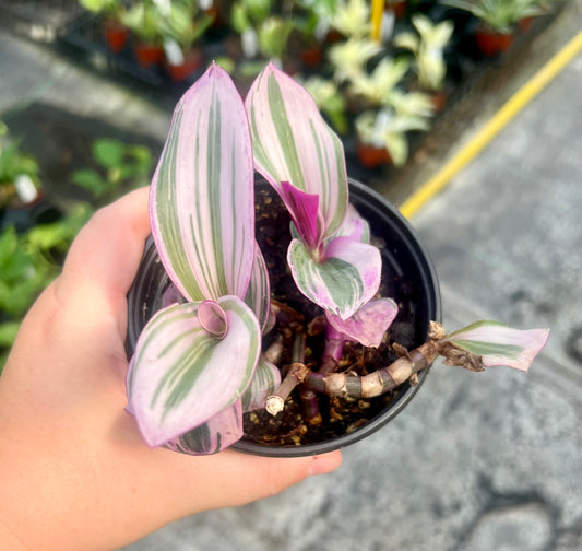 4" Nanouk Tradescantia