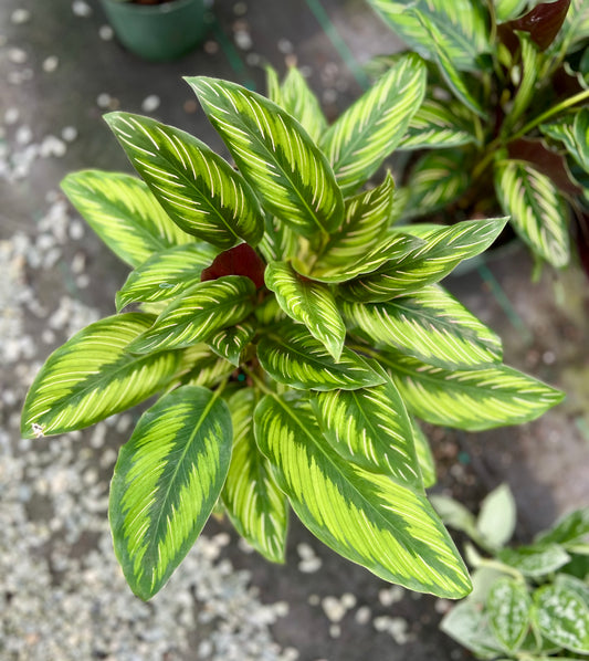 6" Calathea Beauty Star