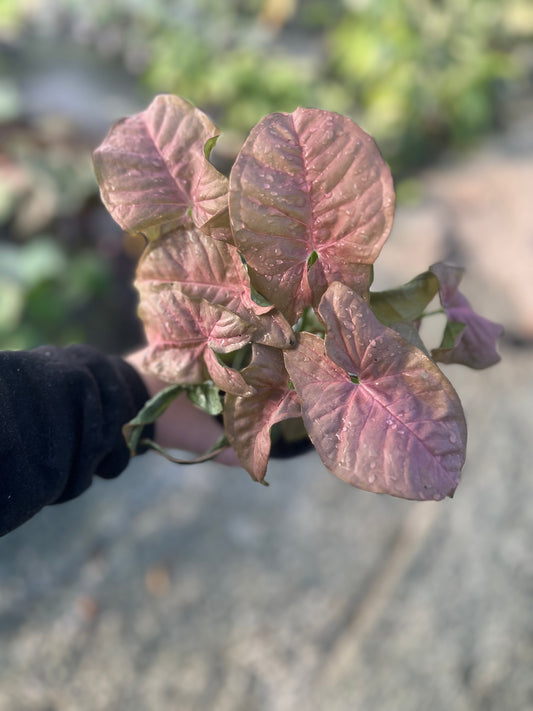 4" Nephithytis Pink Butterfly