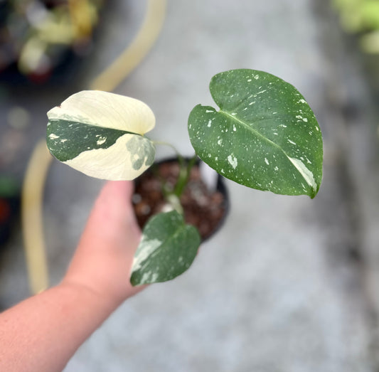 4" Monstera Thai Constellation