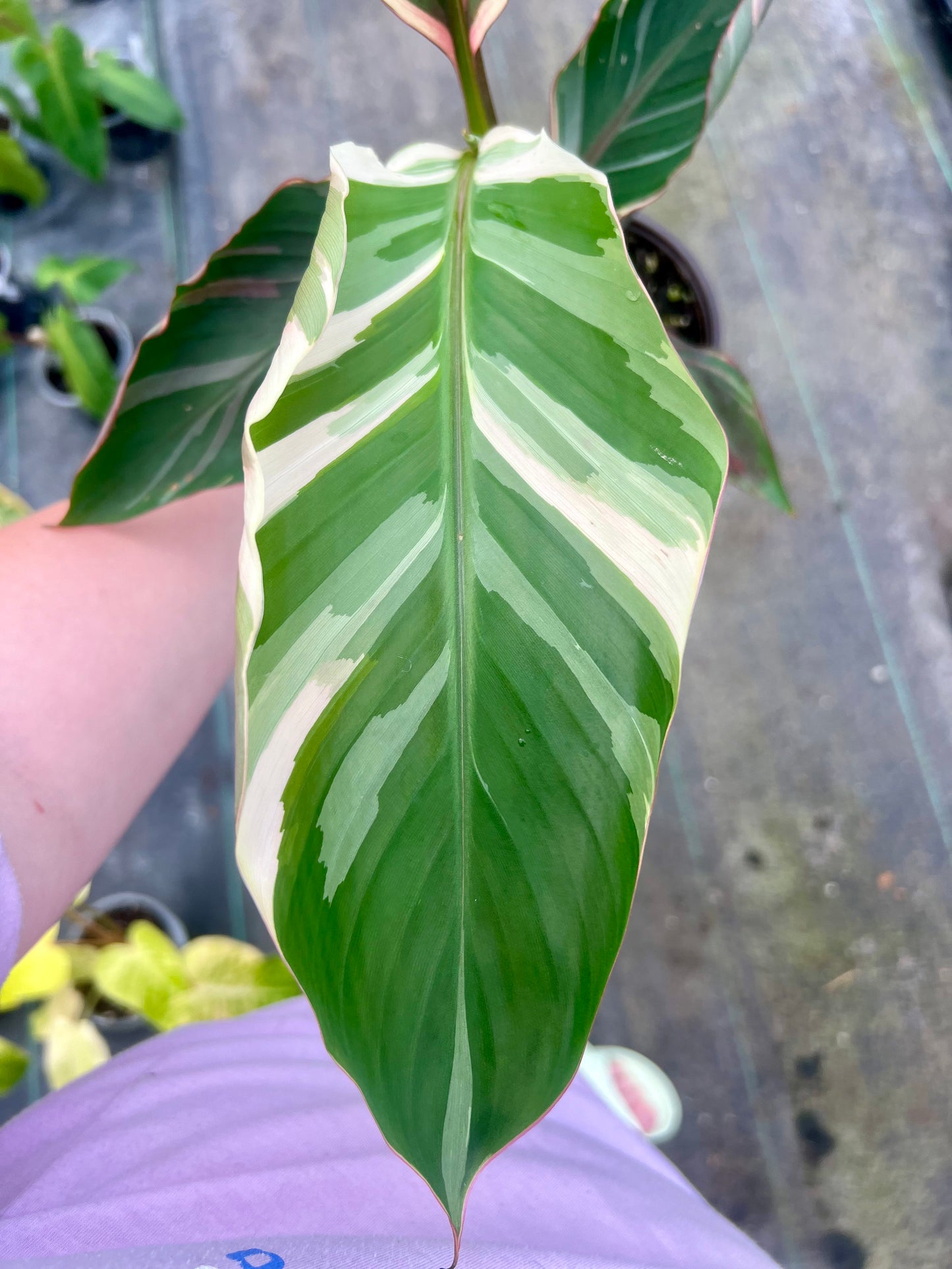 6" Musa Nono Pink Variegated