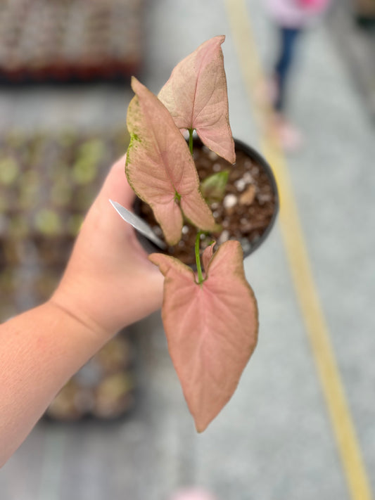 4" Syngonium Red Spot Tricolor