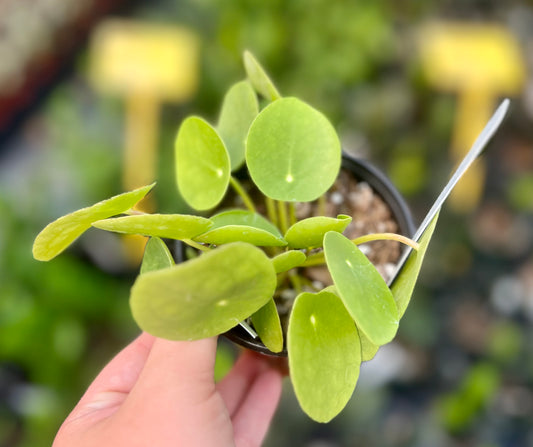 4" Chinese Money Plant