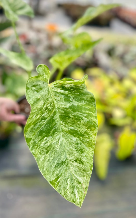 6" Philodendron Gigantium Marble Variegated