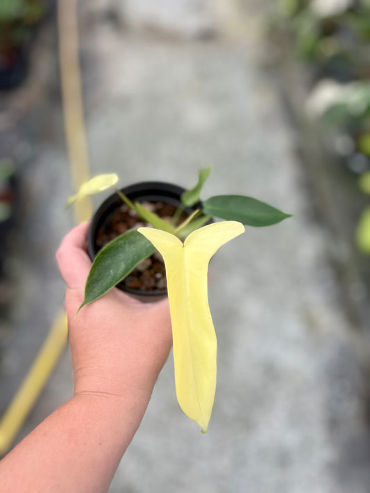 4" Philodendron Florida Ghost