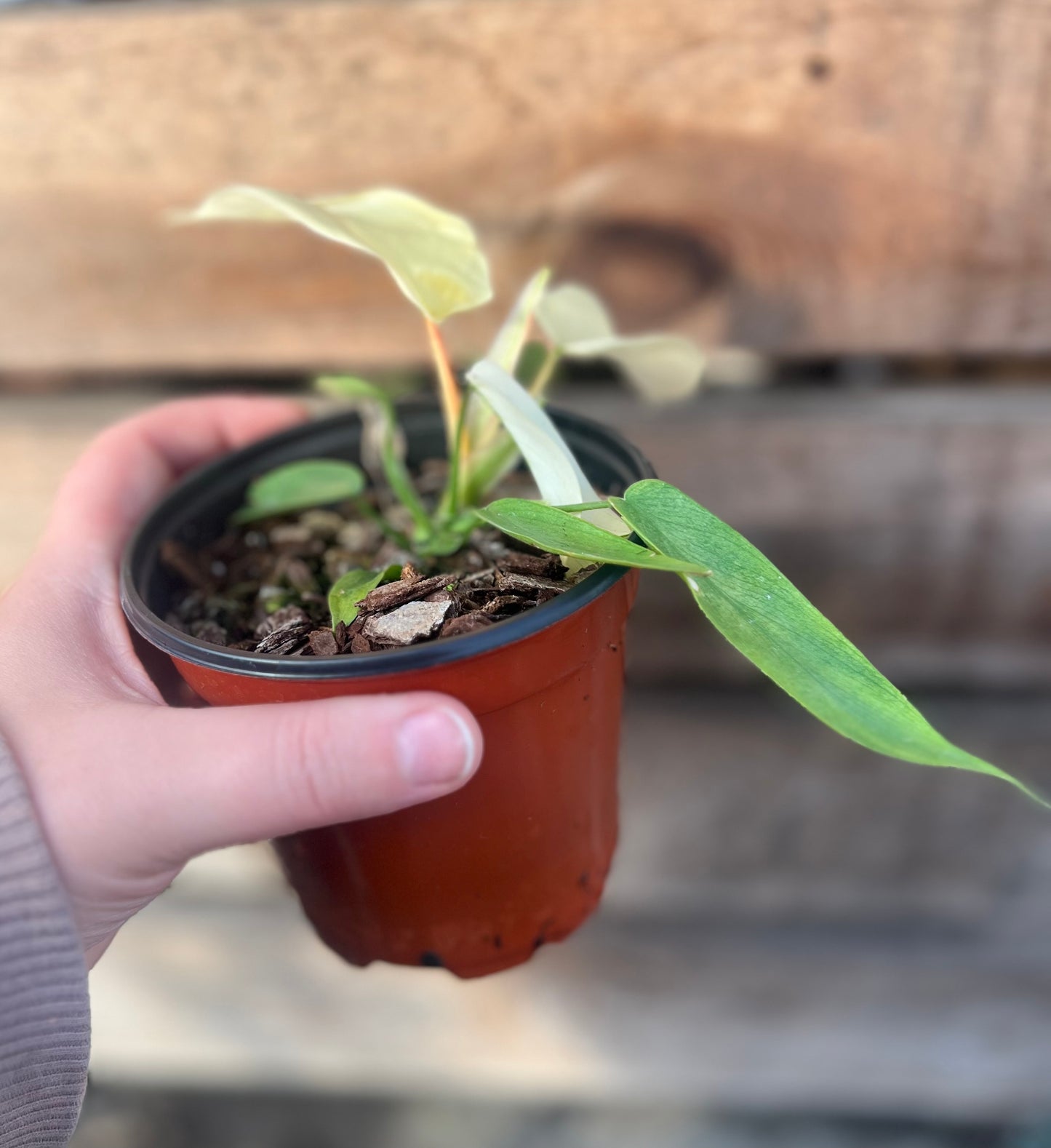 4" Philodendron Florida Ghost