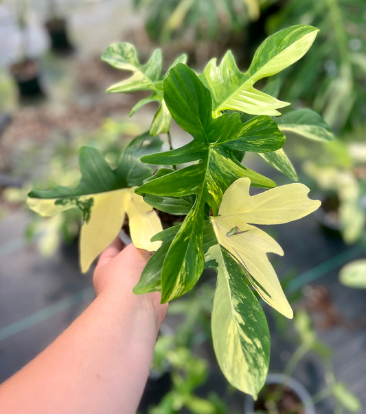 6" Philodendron Pedatum Variegated