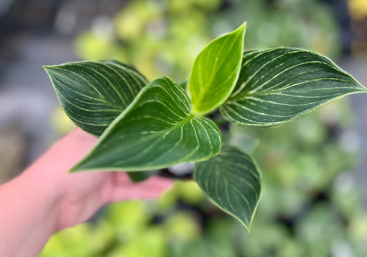 4" Philodendron Birkin