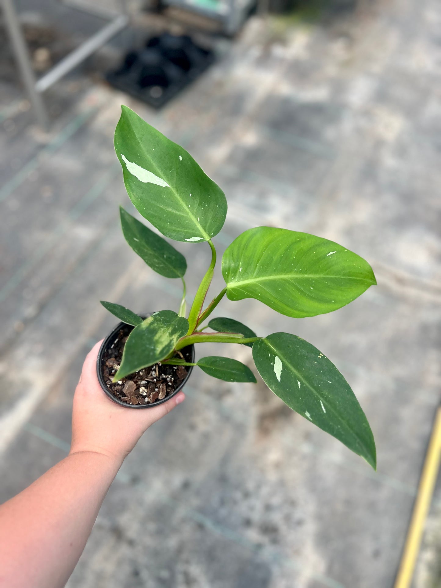 4" Philodendron White Princess