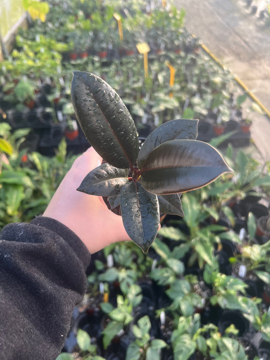 4" Ficus Burgundy
