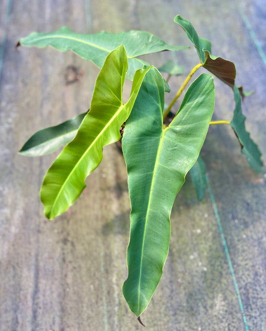 6" Philodendron Atabapoense