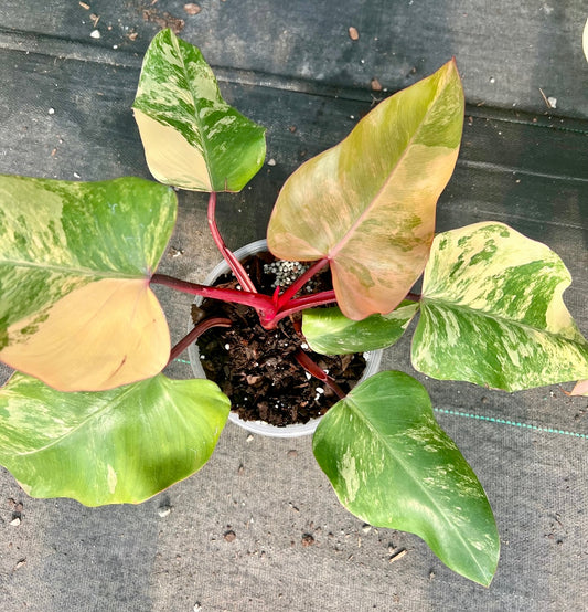 6" Philodendron Strawberry Shake