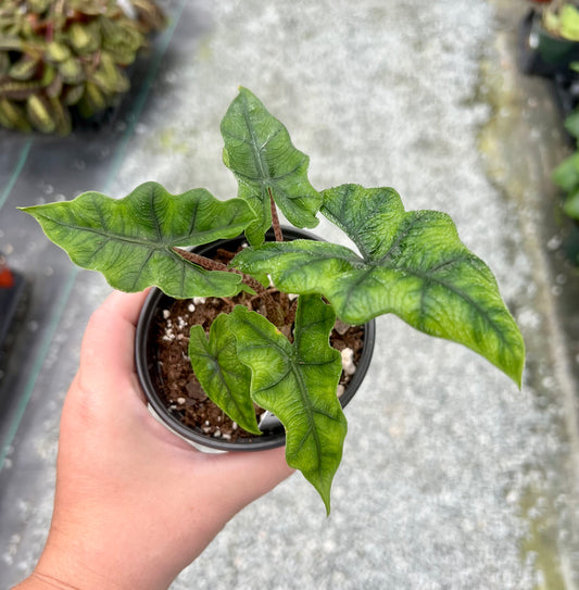 4" Alocasia Jacklyn
