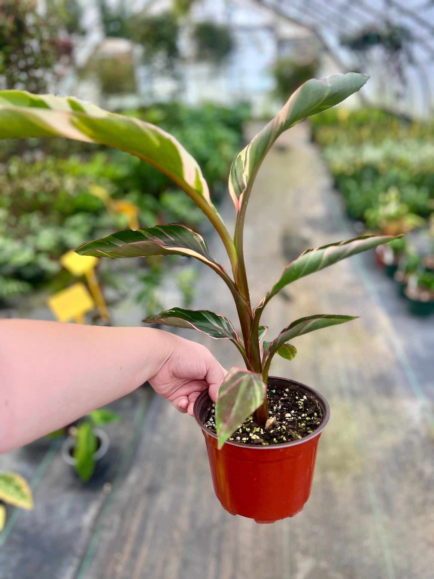 6" Musa Nono Pink Variegated