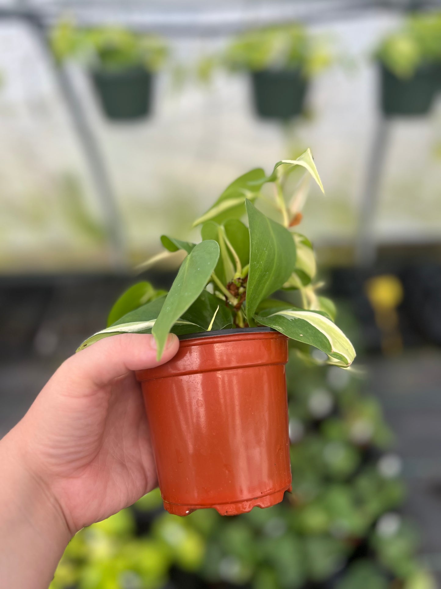 4" Philodendron Silver Stripe