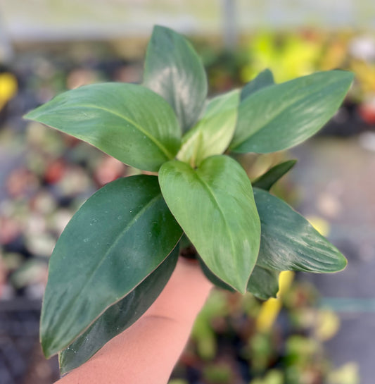 4" Philodendron Red Back