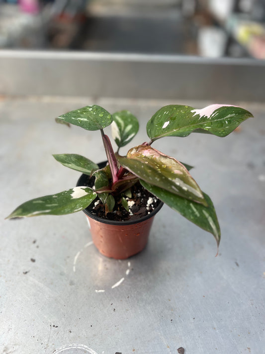 4" Philodendron Pink Princess Marble King