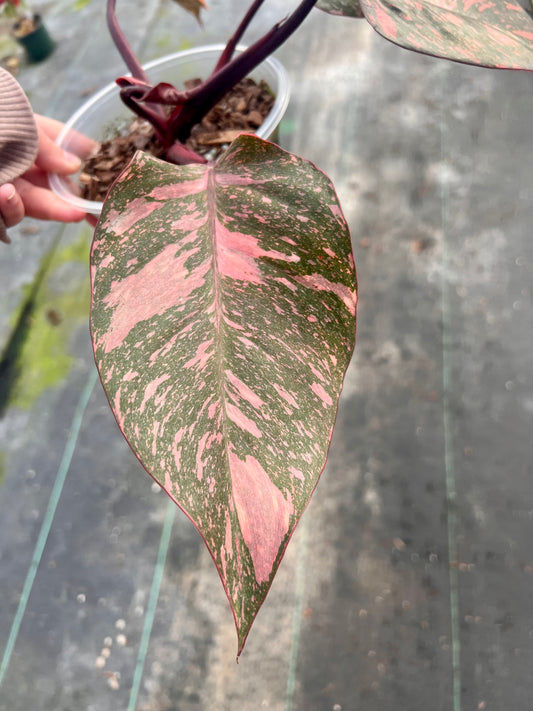 6" Philodendron Orange Galaxy