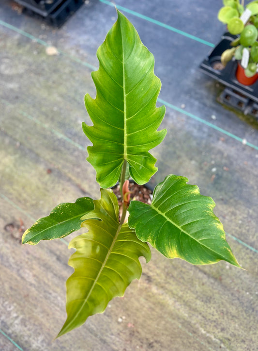 6" Philodendron Pluto