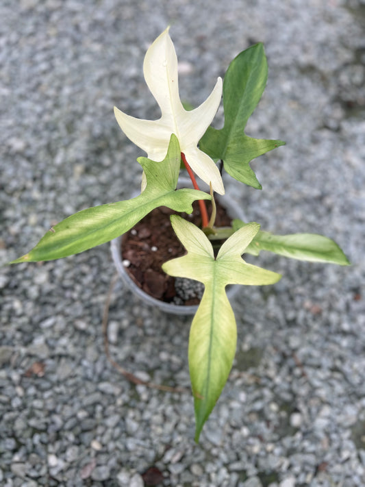6" Philodendron Florida Ghost