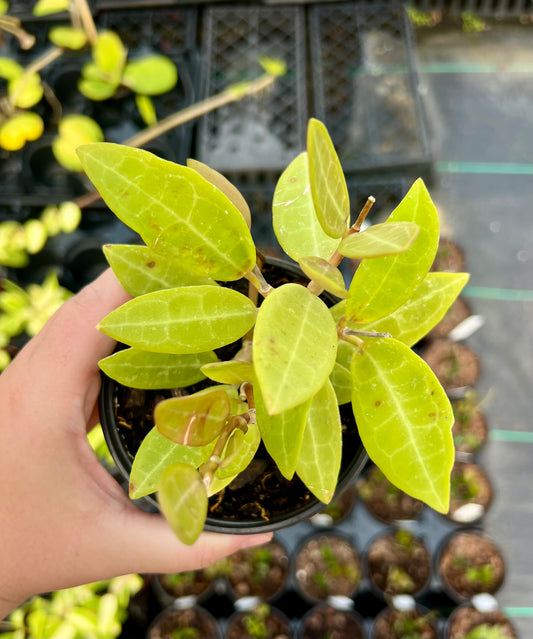 4" Hoya Elliptica