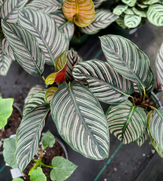 6" Calathea Ornata