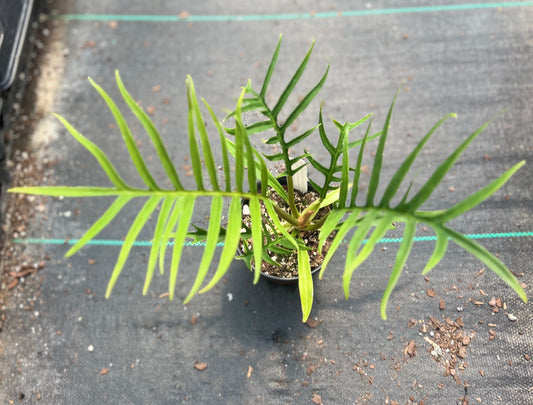 4" Philodendron Tortum