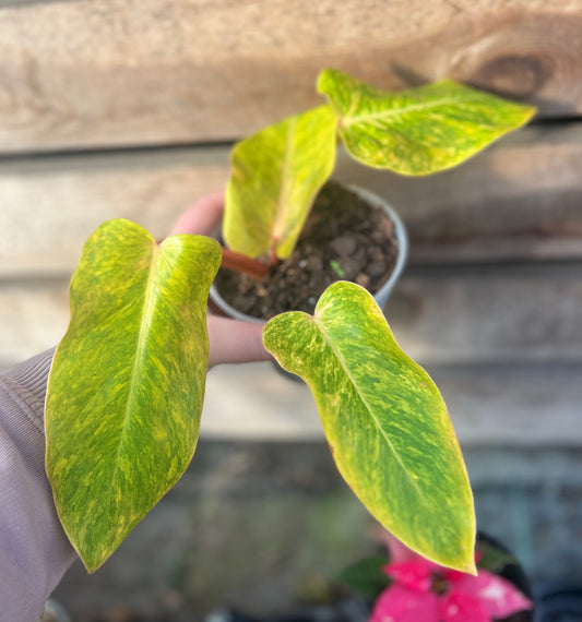 4" Philodendron Painted Lady