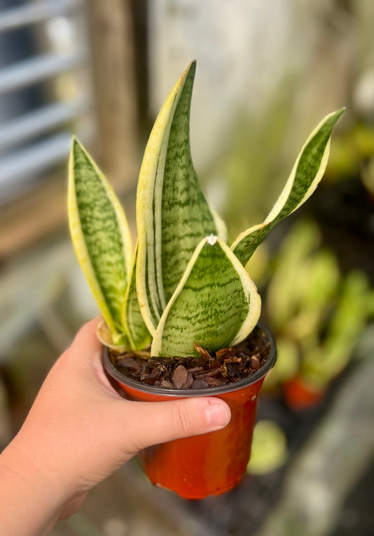 4" Sansevieria black coral