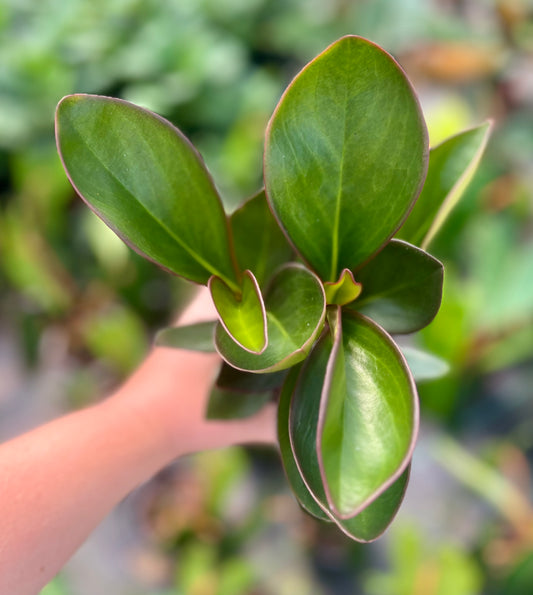 4" Peperomia Red Edge