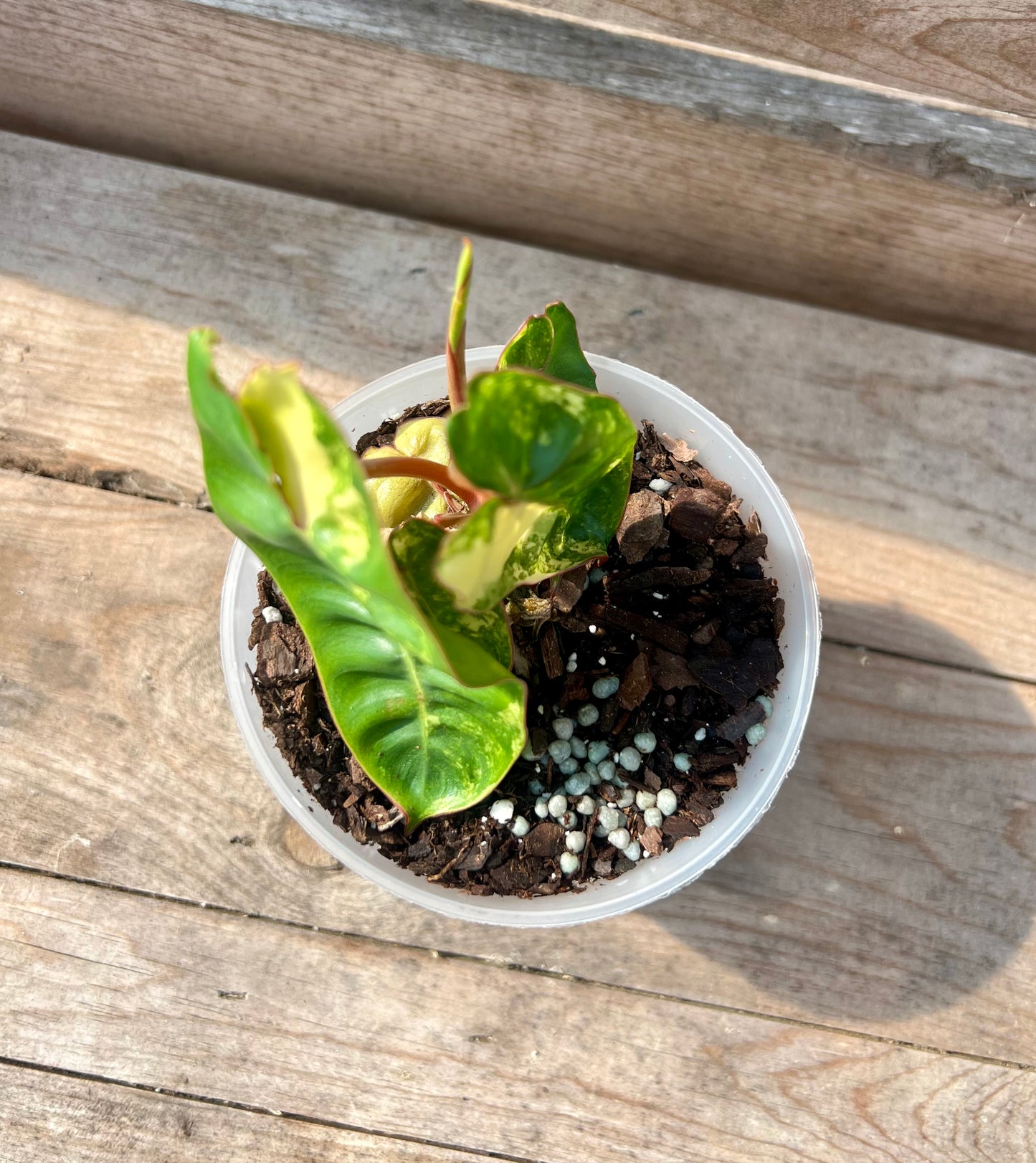 4" Variegated Billietiae