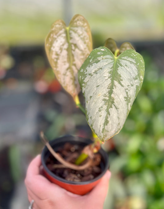 4" Philodendron Brandi