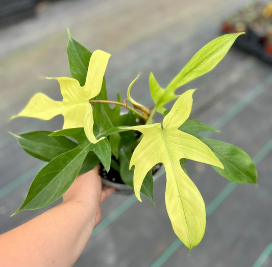 6" Florida Ghost Mint