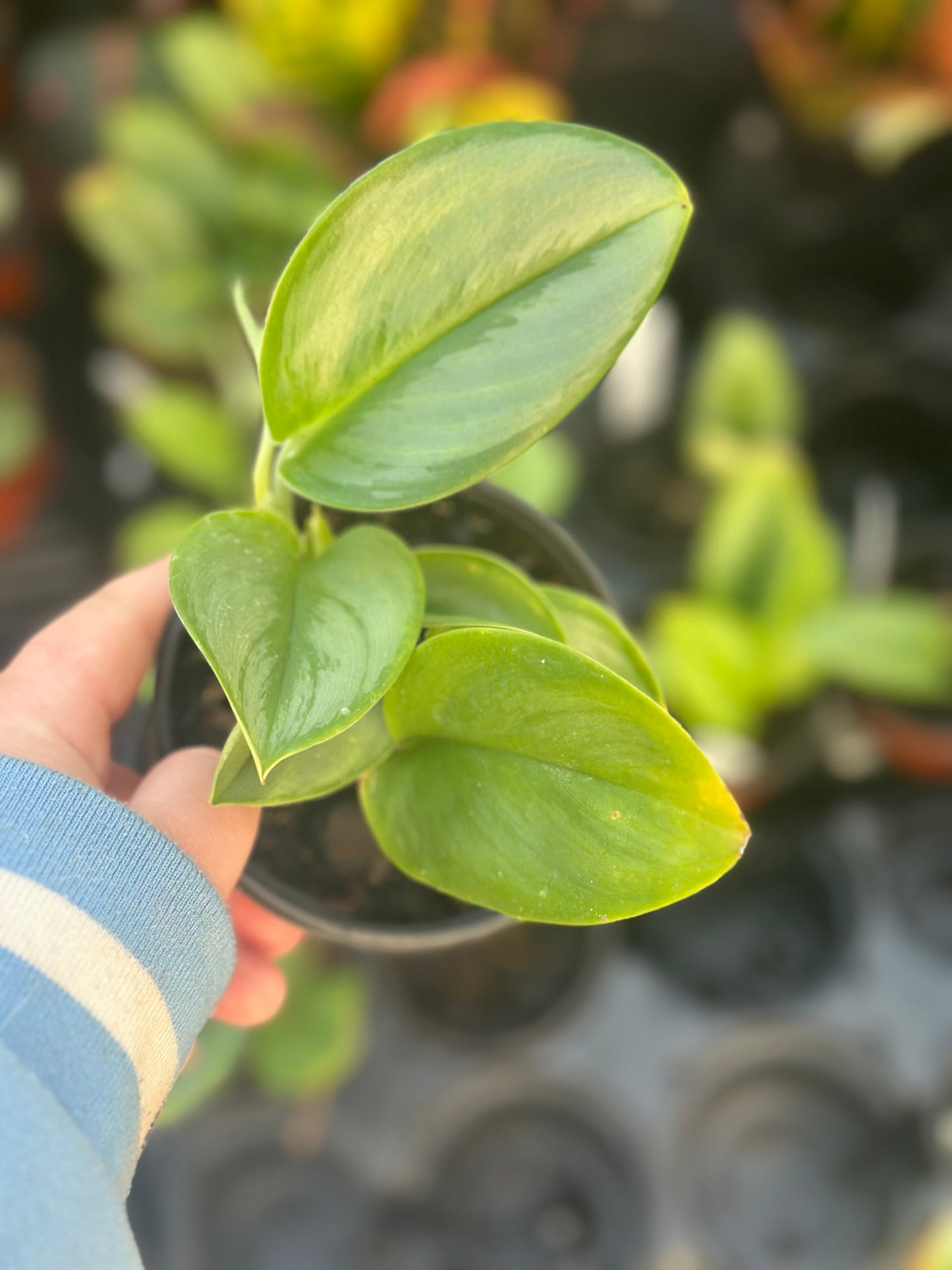 4" Scindapsus Stirling Silver